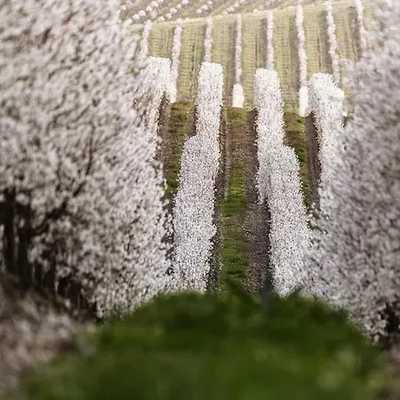 Nogueira מלון Fundão