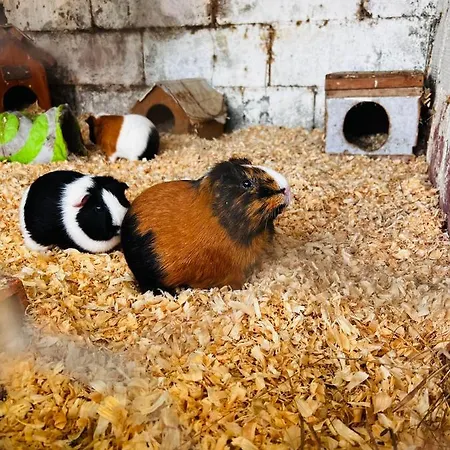 מלון Nogueira Fundão